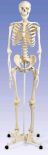Stan - klasyczny model szkieletu człowieka BS A10