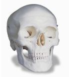 Klasyczny model czaszki BS A20