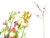 Kwiat WACHLARZE łodyga