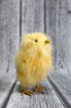 Kurczak stojący z piórek 20x7 cm 